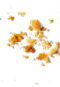 crumbs
